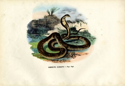 Egyptische cobra, 1863-79 door Raimundo Petraroja